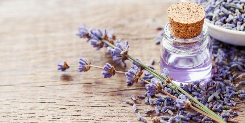 lavender essential oil for fly repellant