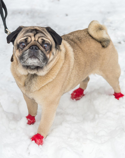 Pet Safety: Keeping Fido Frost Free and Safe on Winter Walks