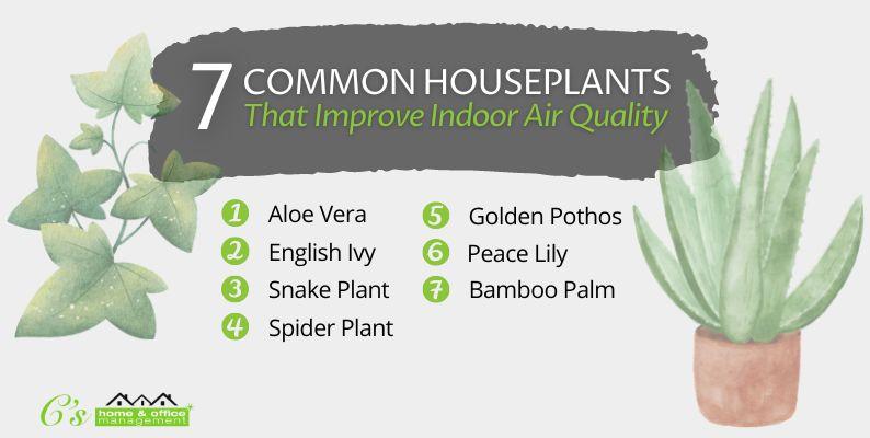 7 Common Houseplants That Improve Indoor Air Quality