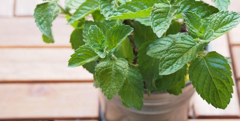 potted peppermint plant