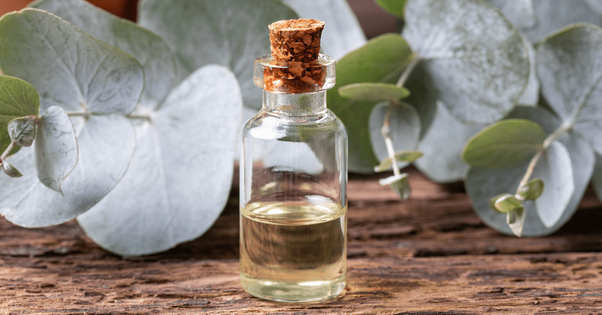 A small clear glass apothecary vial filled with pale amber oil and sealed with a cork stopper, set on a rustic wooden table with fresh silver dollar eucalyptus leaves in the background, highlighting the plant-based sourcing of eucalyptus essential oil.
