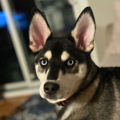 C's Home & Office Management Furry Friend Harley